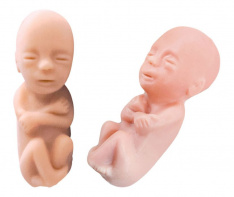 Fetal Model, Precious One, 12 Week White English Card : Pack of (50)