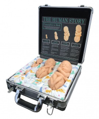Fetal Model, Touch of Life, Main Set, White