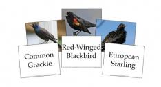 Birds Flashcards